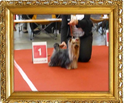 du Chateau du Ghouts - BRABO DOG SHOW  2013 47ste ANTWERPEN 14 APRIL INTERNATIONALE