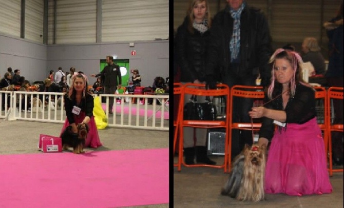 du Chateau du Ghouts -  SHOW NANTES SPECIALE YORKSHIRE TERRIER  CLUB CACS CACIB LE 14 12 2014