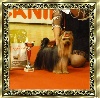  - YORKSHIRE TERRIER CLUB  Charnay Les Macons.